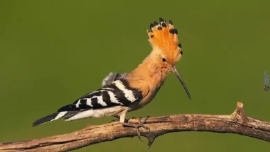 Fascinating World of Hoopoes