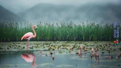 Greater Flamingo