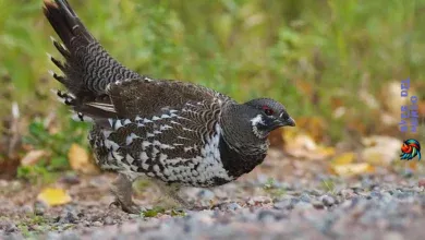 Grouse Habits and Conservation