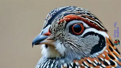 Japanese quail