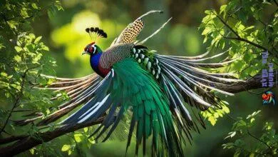 Lady amherst pheasant