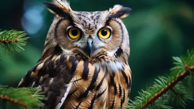 Mysterious World of Owls