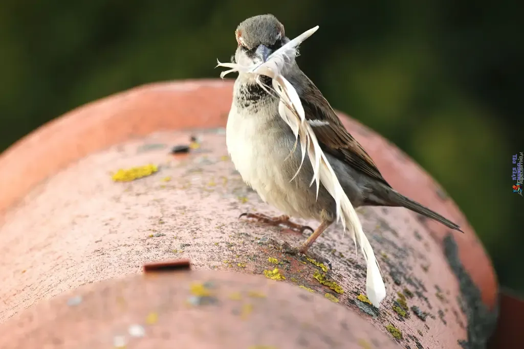 Nesting Habits of Sparrow Birds