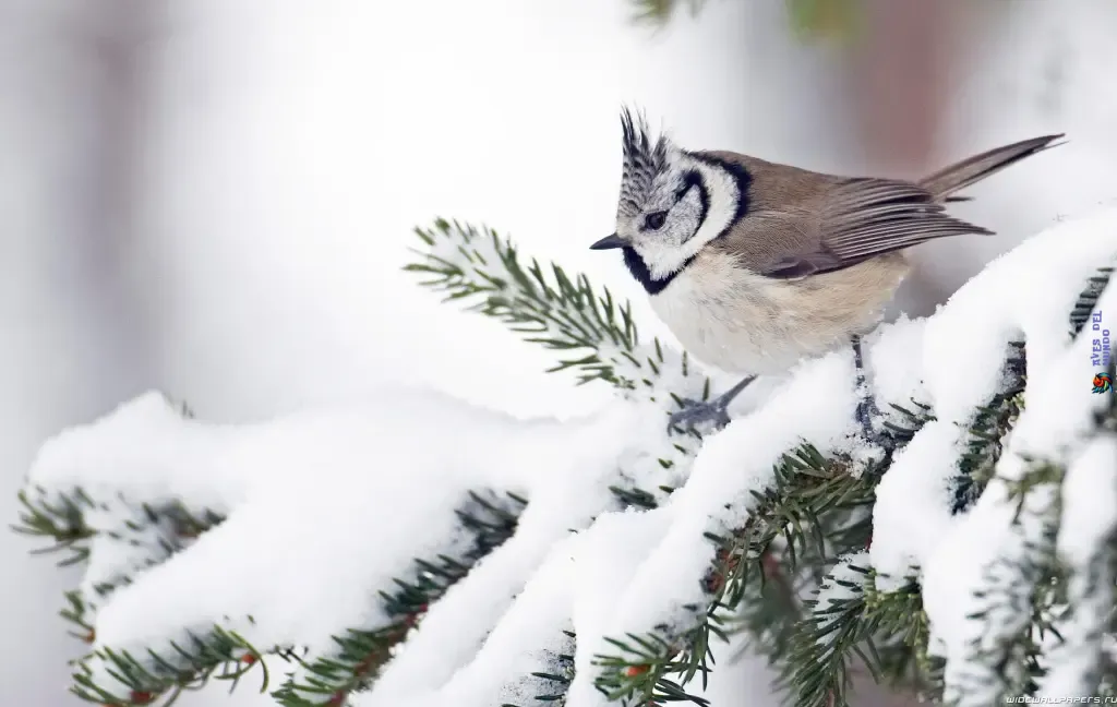 Nesting and Breeding Habits of the Tufted Titmouse