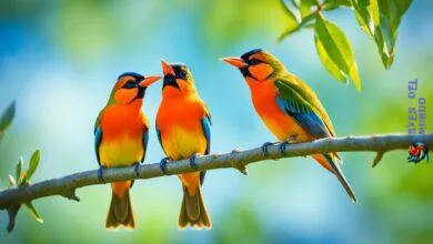 Orange Birds