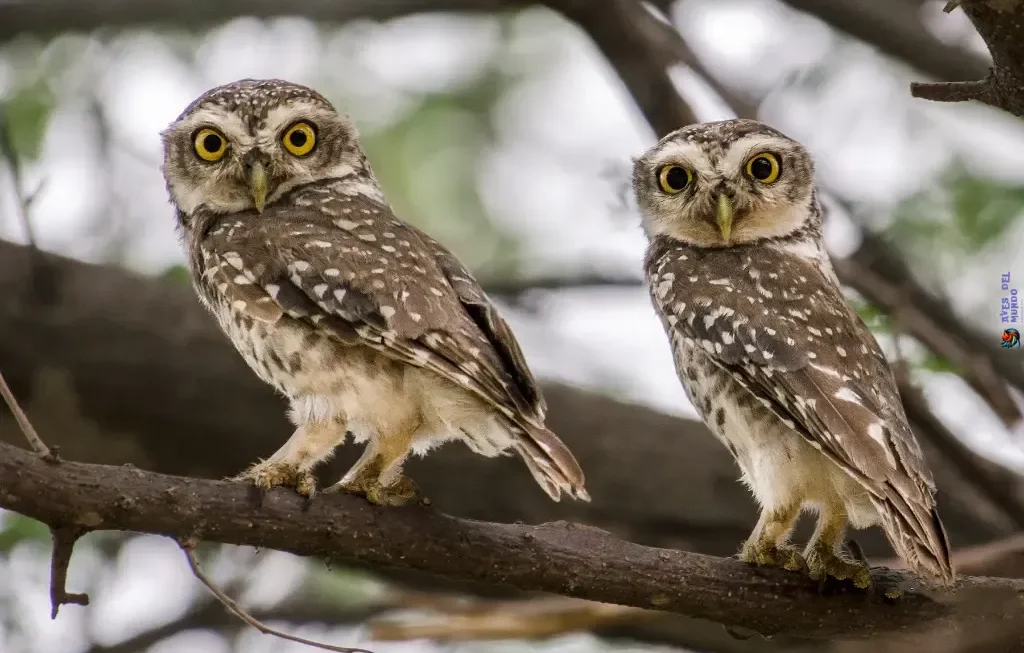 Owl Habitats