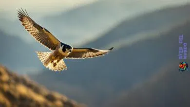 Peregrine falcon