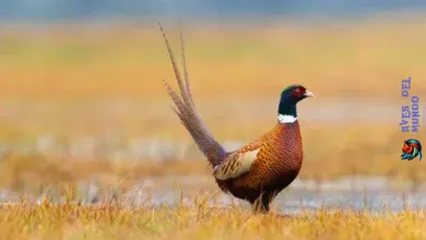 Pheasant Hunting Tips & Season Essentials