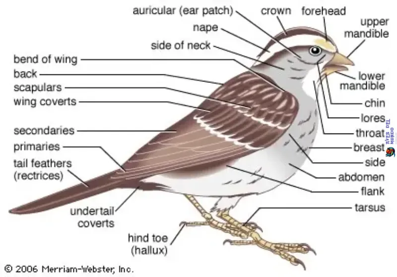 Physical characteristics of birds