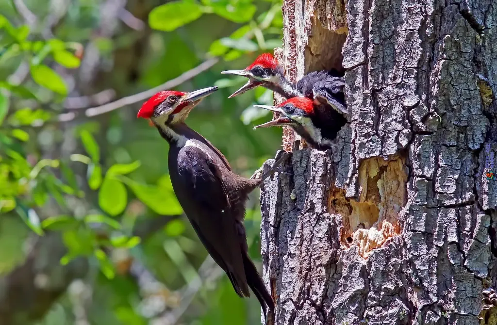 Promoting Woodpecker Conservation