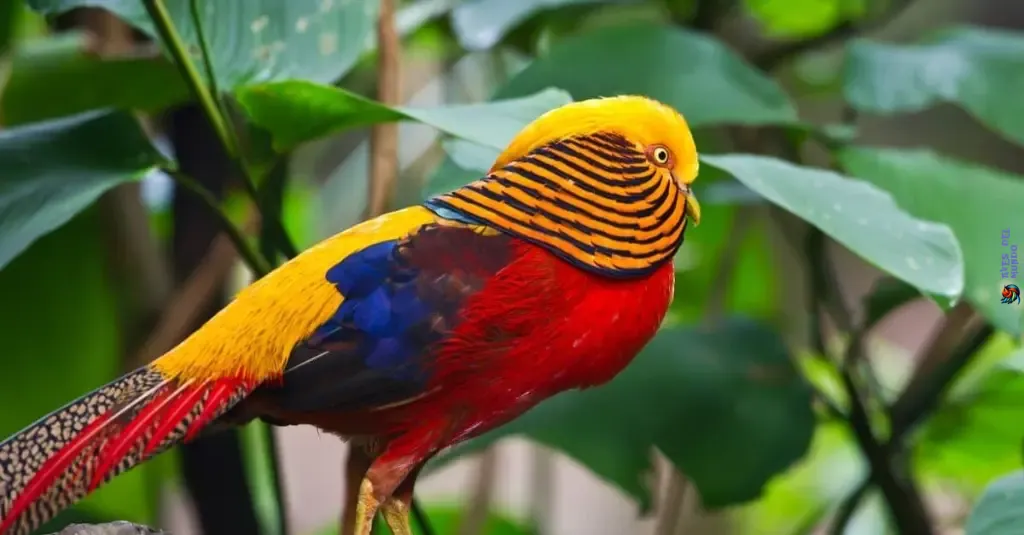 Rare and Elusive Exotic Tropical Bird Species
