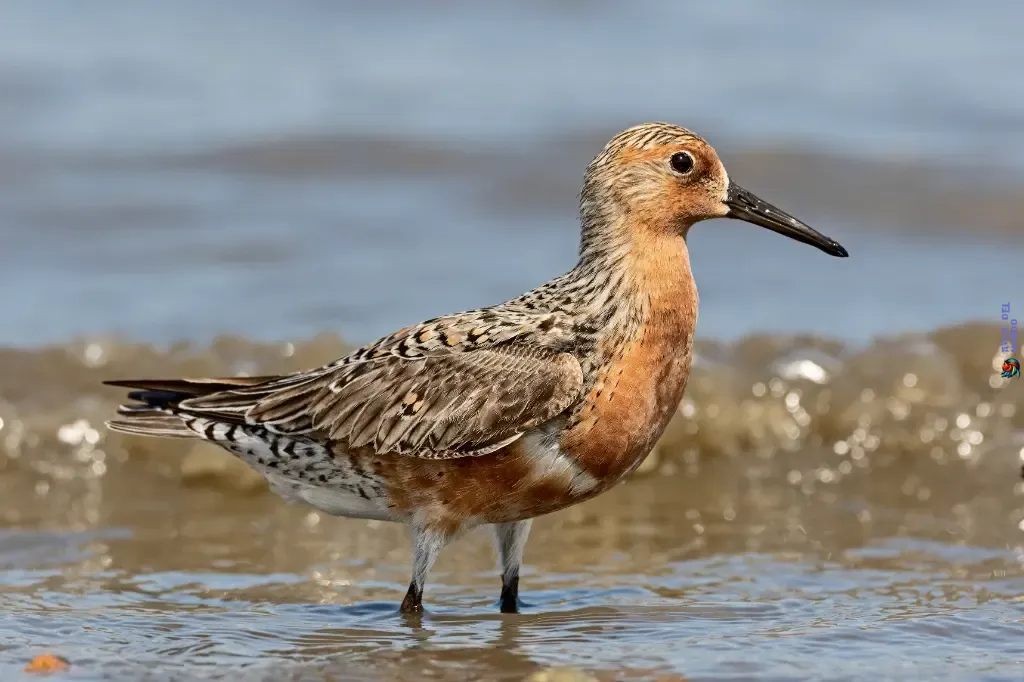 Red Knot Covering Impressive Distances