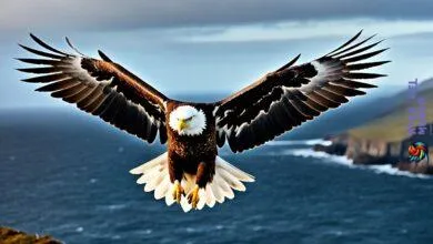 Sea Eagle