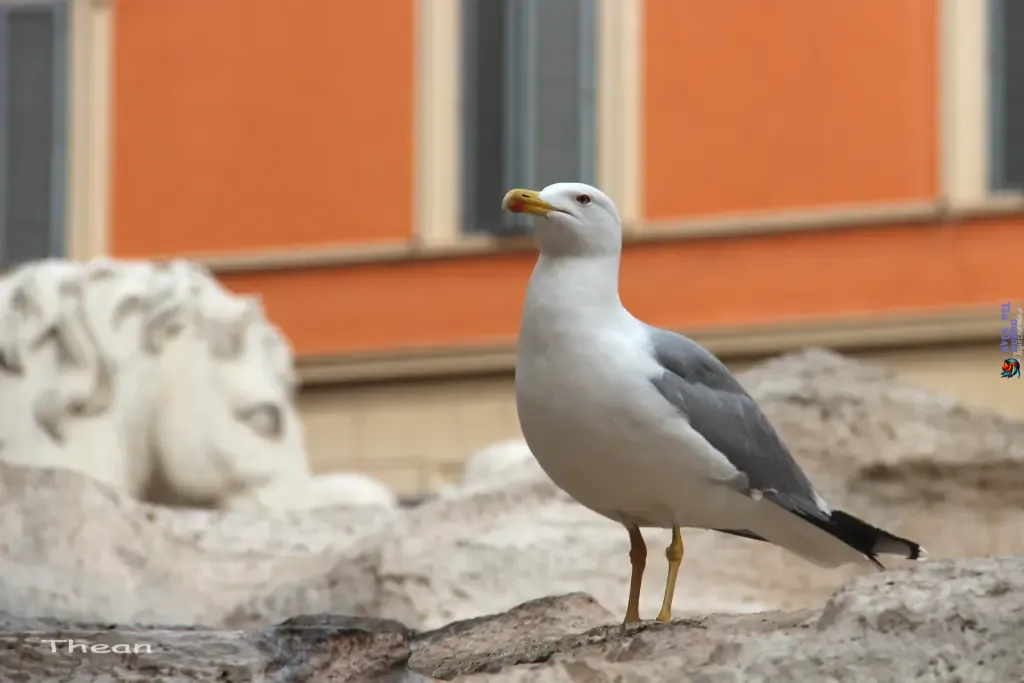 opportunistic birds have adapted to urban environments