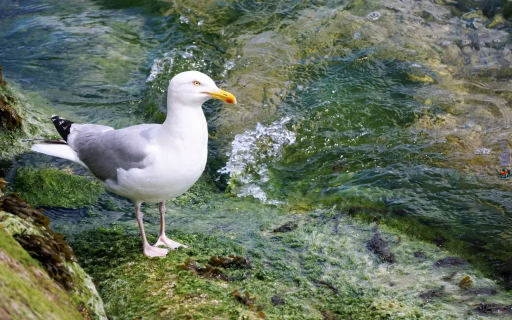 Seagulls Habitat Thriving Along the Coastlines