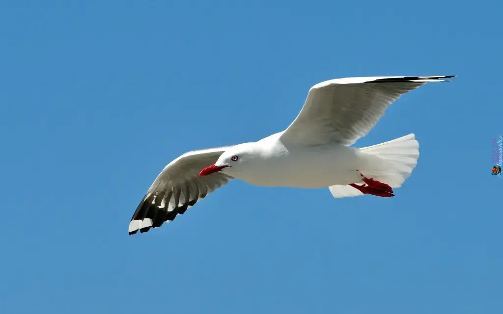 Seagulls Migration Coastal Wanderers