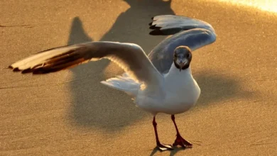 Seagulls Unveiling Their Coastal Secrets