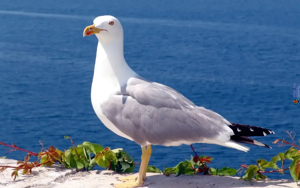 Seagulls in America