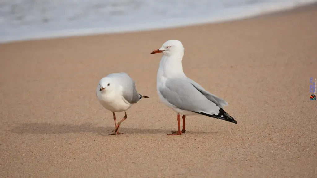 Seagulls in America 