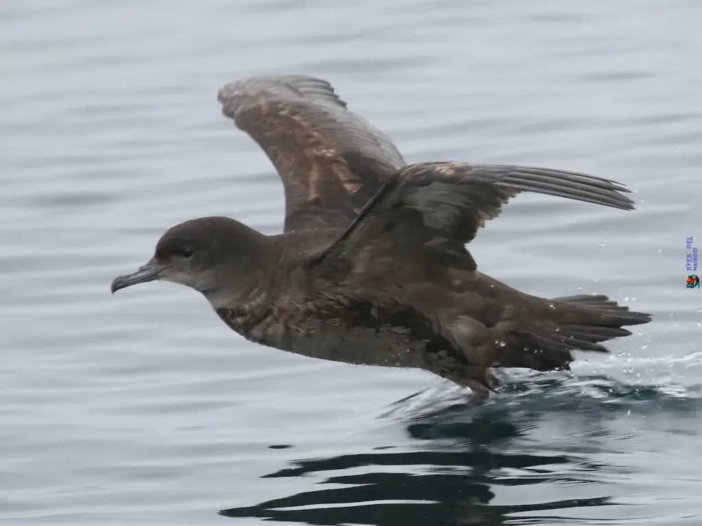 Short-Tailed Shearwater A Globetrotter of the Pacific