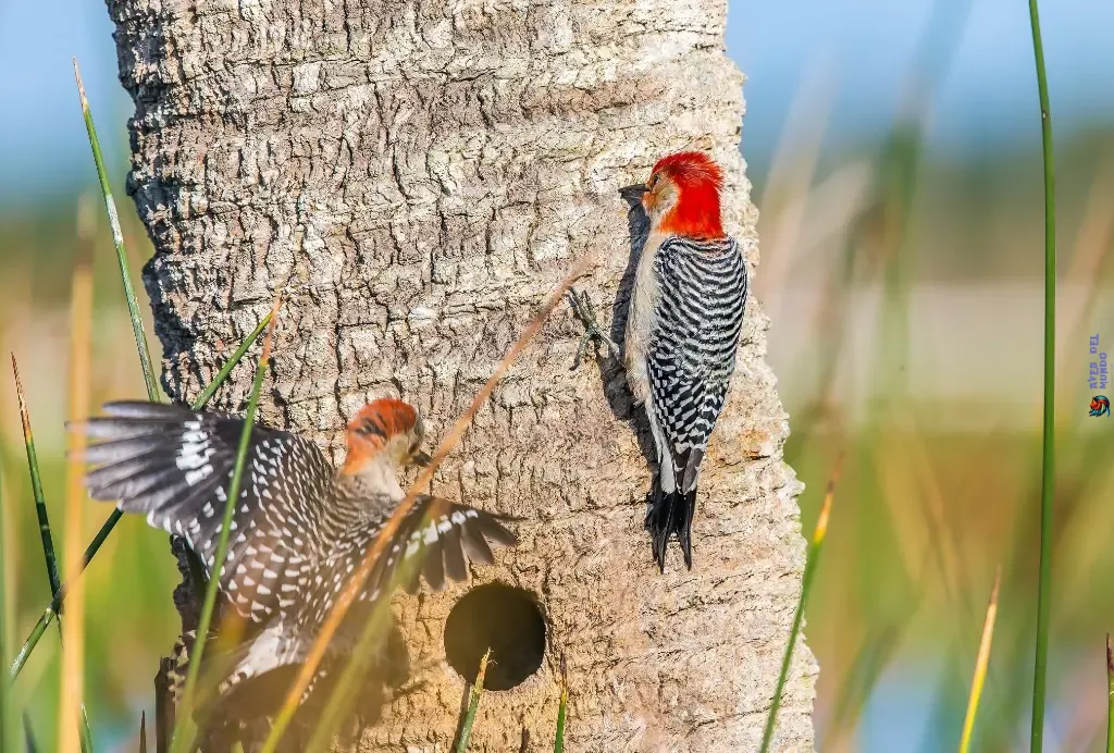 Studying Woodpecker Behavior