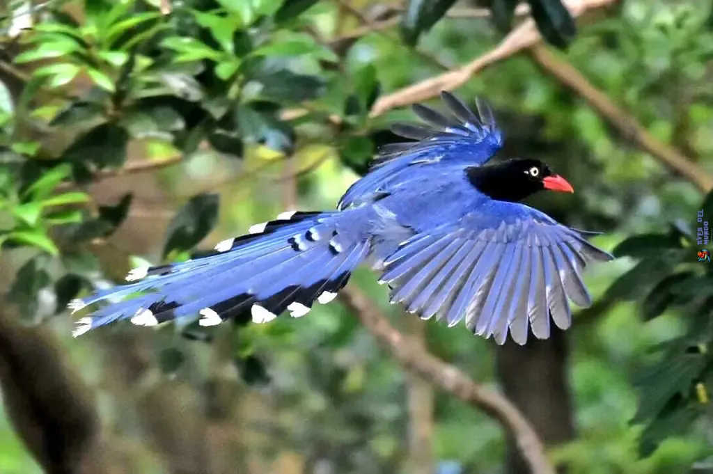 Taiwan Blue Magpie in its natural habitat