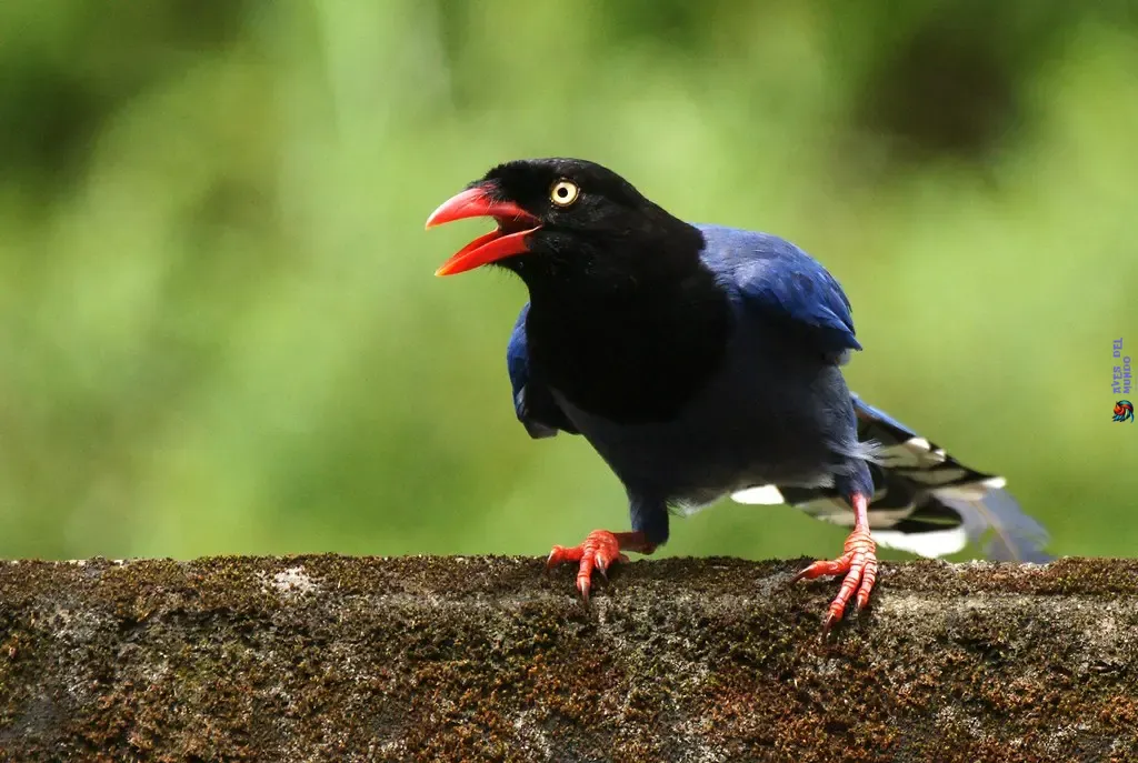 Taiwan blue magpie