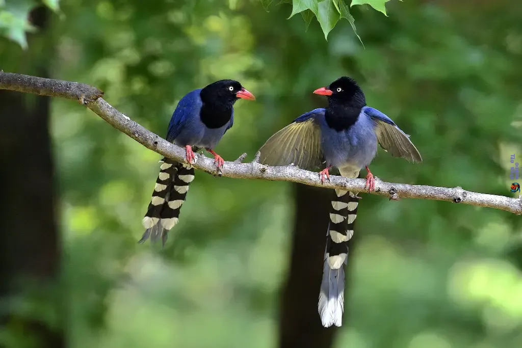 Taiwan blue magpie