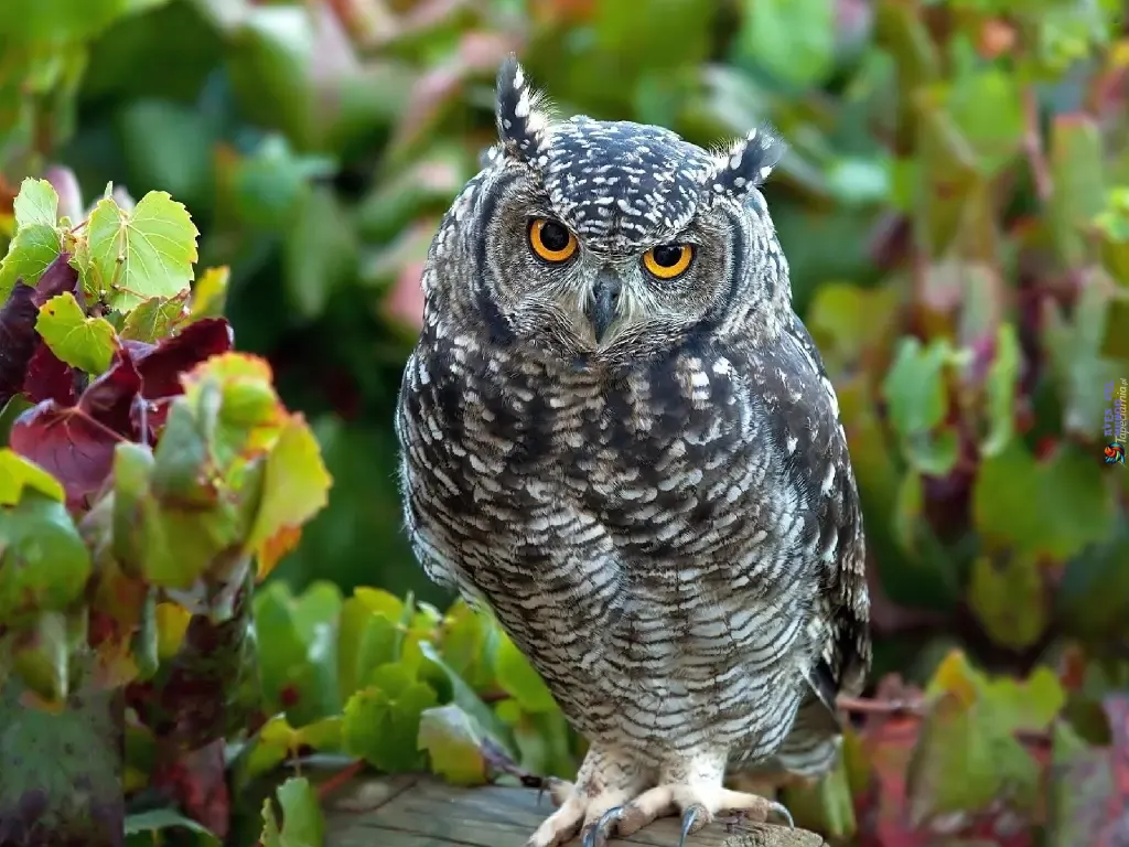 The Behavior of Owls