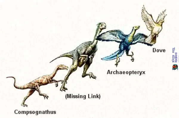 The Diversity of Feathered Dinosaurs