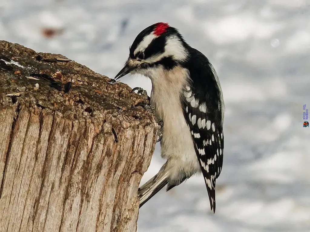 The Downy Woodpecker (Picoides pubescens)