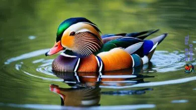 The Mandarin Duck