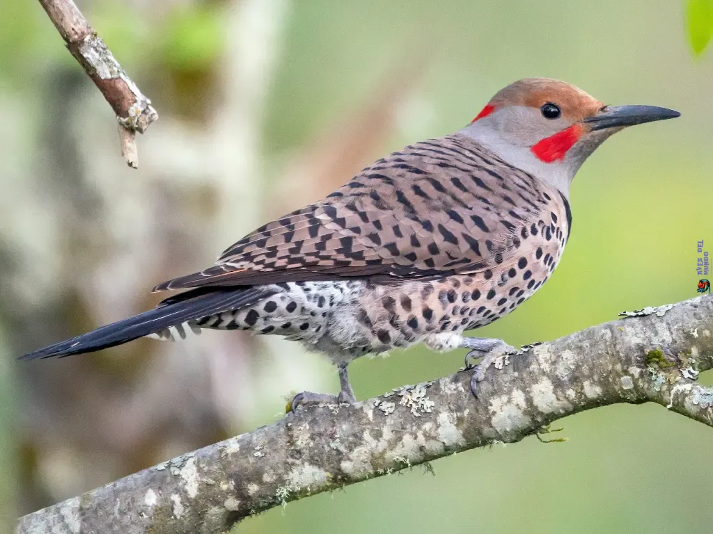 The Northern Flicker (Colaptes auratus)