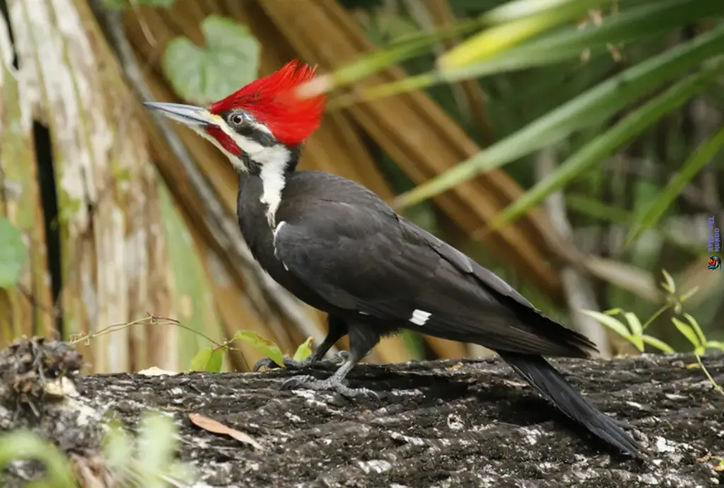The Pileated Woodpecker (Dryocopus pileatus)