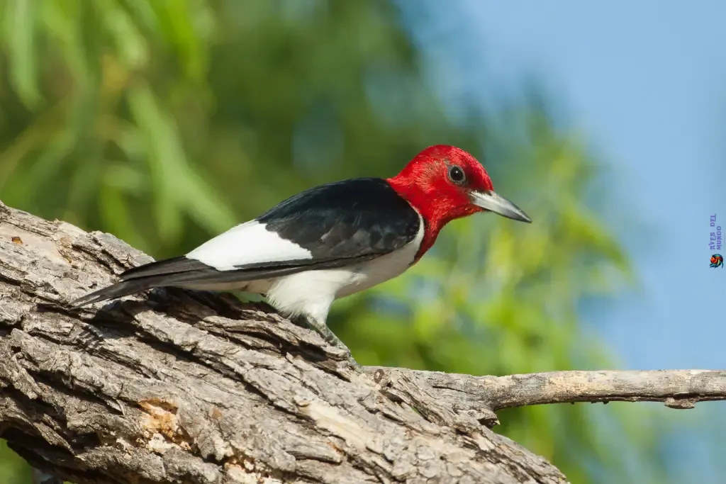 The Red-headed Woodpecker (Melanerpes erythrocephalus)