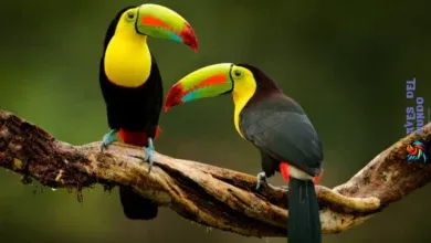 Tropical Birds & Their Secrets