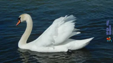 Trumpeter Swan Facts