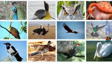 Types of Birds and Their Characteristics