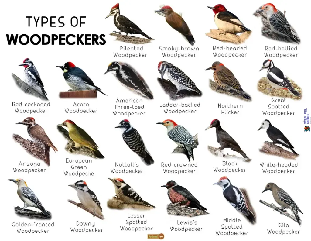 Woodpecker Types