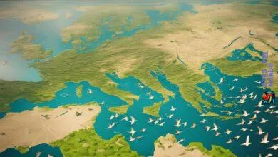 USA Bird Migration Routes