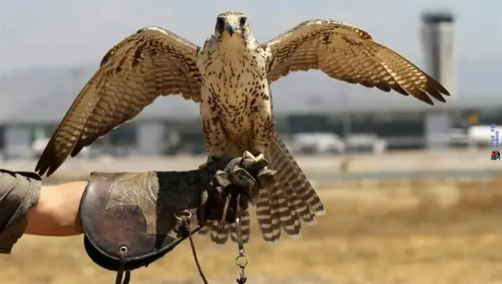 Understanding Falconry