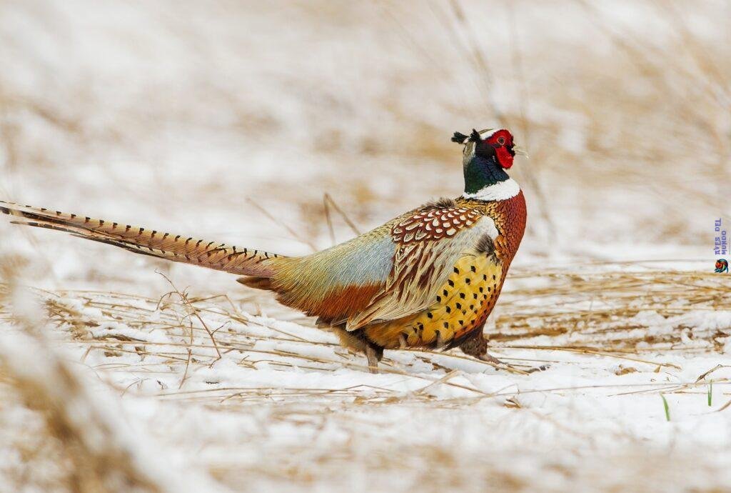 Understanding Pheasant Behavior