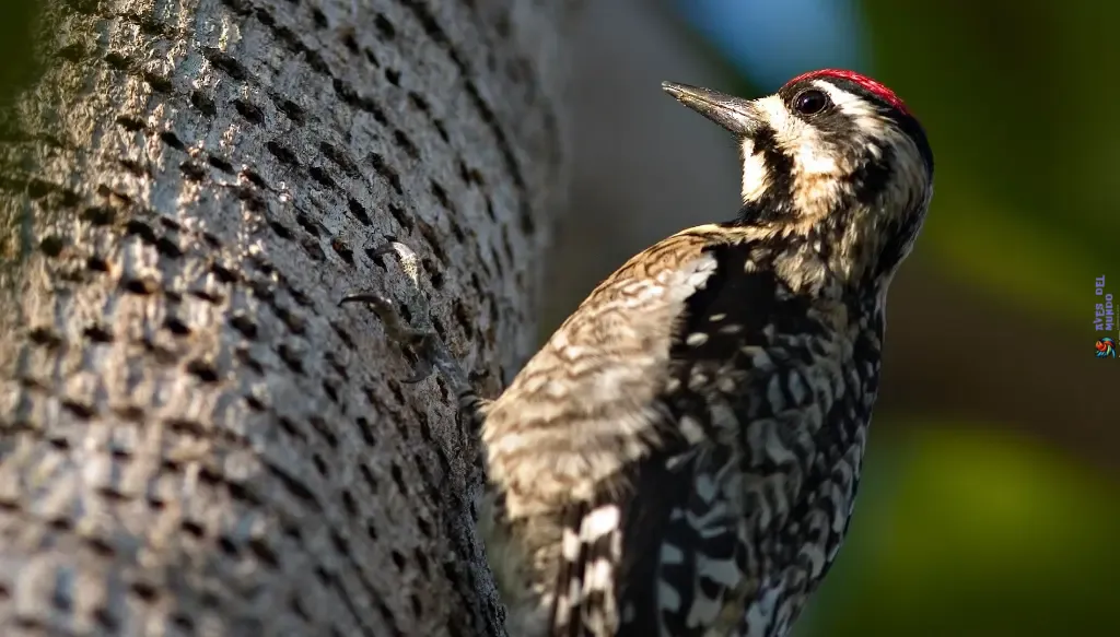 Understanding Woodpecker Feeding Habits