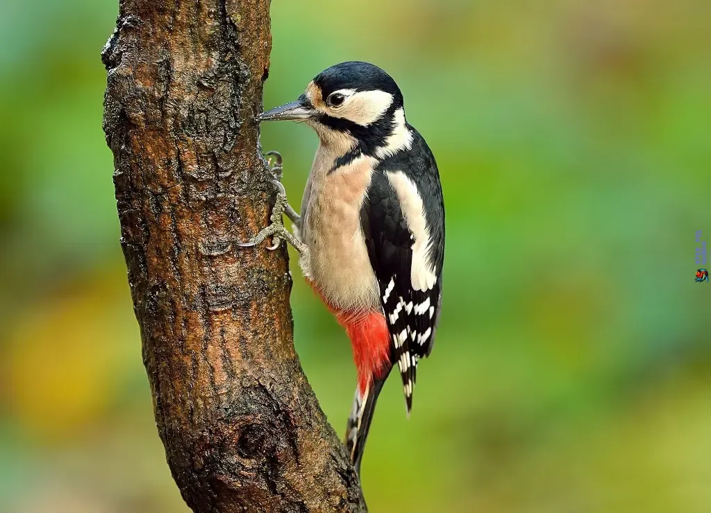 Unveiling the Secrets of Woodpecker Nesting