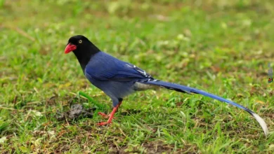 Taiwan Blue Magpie