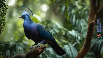 Victoria crowned pigeon