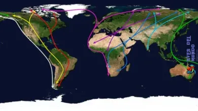 What bird travels around the world