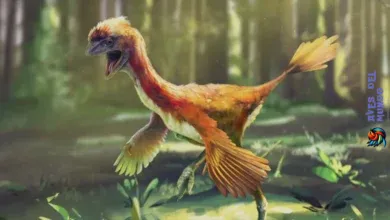 What is the closest bird to dinosaurs