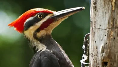 Woodpecker Bird Life