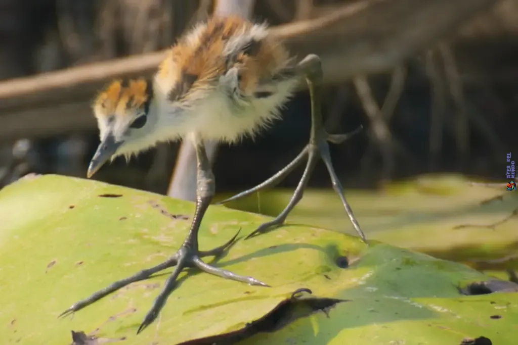 african-jacana-Why do birds have such thin legs